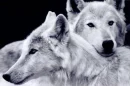 white wolves