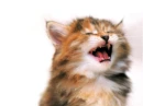 kitty