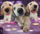 dancing dogs