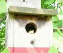 Birds have a hoodoo