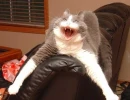 The lovely cat