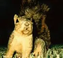 killer squirral