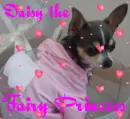 daisy fairy