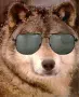 hott wolf