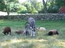 donkey