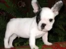 French Bulldog Puppy