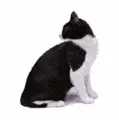 Looky looky