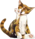 Kitty cleaning his self