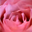 pink rose