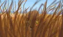 Grazin in the grass