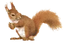 Squirrel