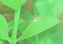 Baby Guppy