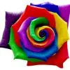 rainbow rose