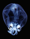 teuthowenia or deep sea jelly