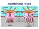 polatomy - my word for polyp anatomy