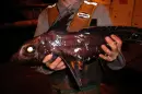 chimaera deep sea fish