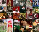 Christmas Cats