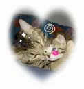 cute kittys