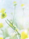cute kawaii flowers