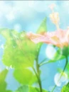 cute kawaii flowers