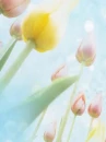 cute kawaii flowers