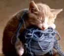 four cute kittens