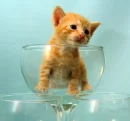 Kitten in a glass.