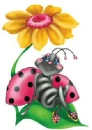 Ladybug