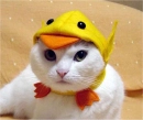 duck cat