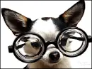 chiuaua glasses
