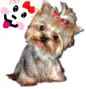 yorkie