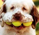 Funny dog!