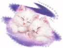 Sleepy kittens