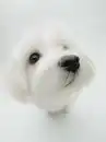 LIL MALTESE