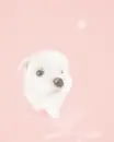 LIL PUPPY