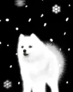 WHITE LIL DOG