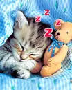 NAPPING KITTY