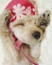 SLEEPING PUPPY