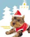 XMAS YORKIE