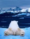 polar bear