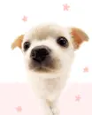 LIL PUPPY