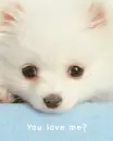 YOU LOVE ME