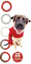 THE DOG
