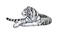 Marcia white tiger