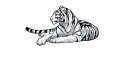 Tammy white tiger