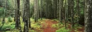 woods