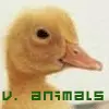 ducky