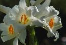 Lys blanc