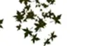 Leaves!