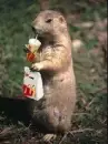 mcdonald